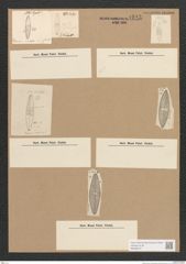 Diatomeae indet. Zeichnungen Sammlung Grunow Nr. 1812 (NHMW-BOT-W0368727)